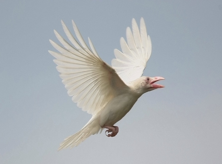 दिखा सफेद कौवा, अमृत पीने पर श्राप की वजह से हुआ था काला?