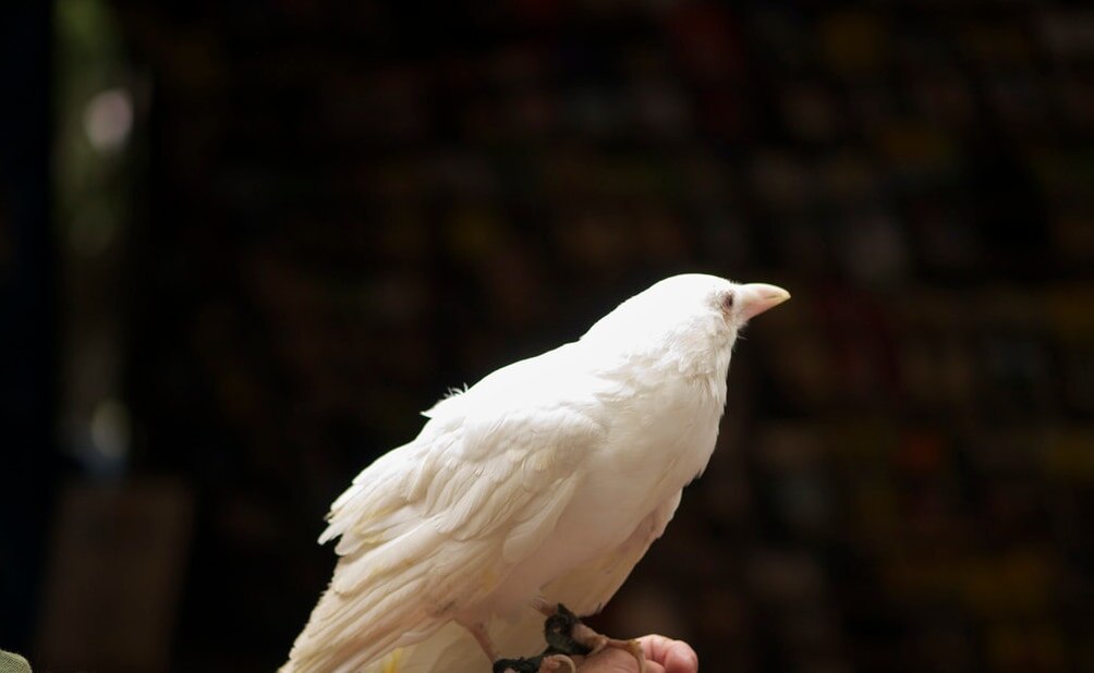 दिखा सफेद कौवा, अमृत पीने पर श्राप की वजह से हुआ था काला?