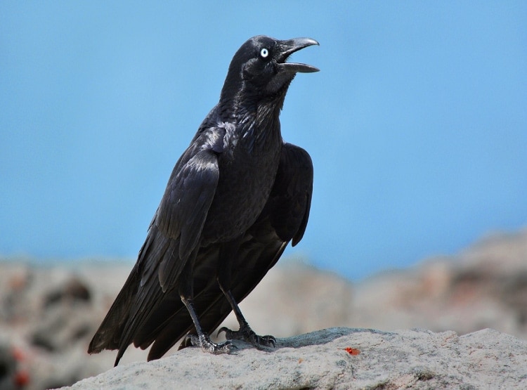 दिखा सफेद कौवा, अमृत पीने पर श्राप की वजह से हुआ था काला?