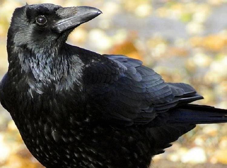 दिखा सफेद कौवा, अमृत पीने पर श्राप की वजह से हुआ था काला?