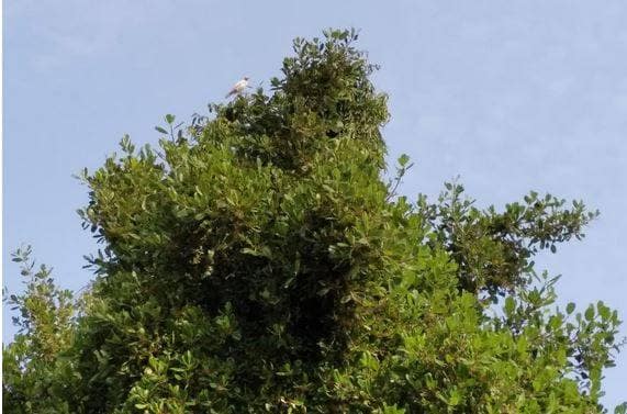 दिखा सफेद कौवा, अमृत पीने पर श्राप की वजह से हुआ था काला?