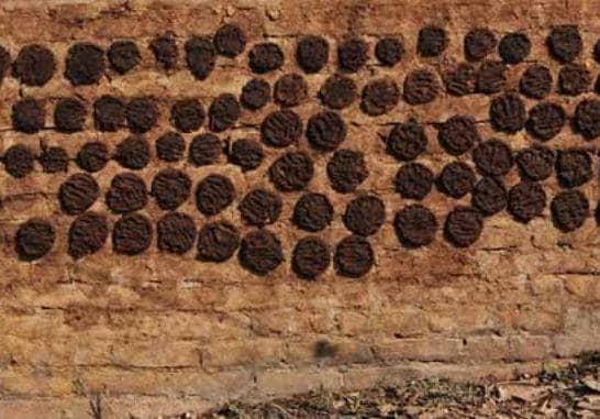 अमेरिका के स्टोर में गोबर के मेड इन इंडिया उपले, जानिए कीमत