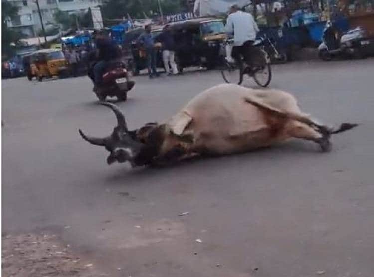 सड़क पर दिखा 'बाहुबली का भल्लालदेव', सांड को सेकेंड में चटा दी धूल