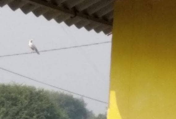 दिखा सफेद कौवा, अमृत पीने पर श्राप की वजह से हुआ था काला?