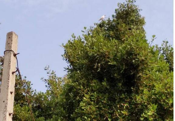 दिखा सफेद कौवा, अमृत पीने पर श्राप की वजह से हुआ था काला?