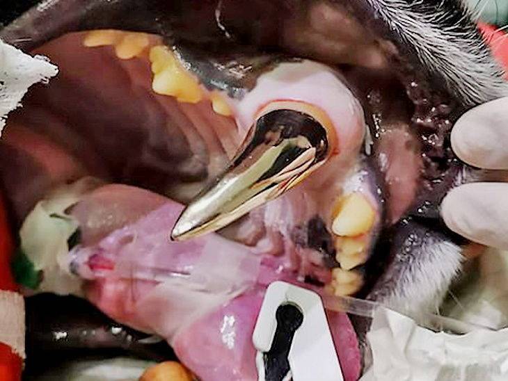 इस बंगाल टाइगर का दांत है सोने का, उठा ले गए थे तस्कर