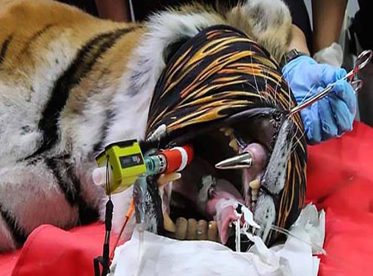 इस बंगाल टाइगर का दांत है सोने का, उठा ले गए थे तस्कर