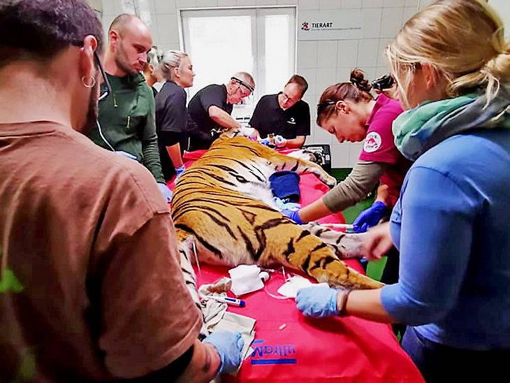 इस बंगाल टाइगर का दांत है सोने का, उठा ले गए थे तस्कर