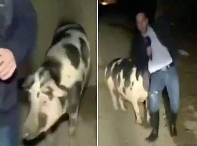 टीवी पर लाइव था रिपोर्टर, पीछे पड़ गया सूअर...वीडियो वायरल