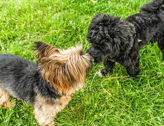 कुत्ते के चाटने भर से हो गई इंसान की मौत, डॉक्टर भी हैरान