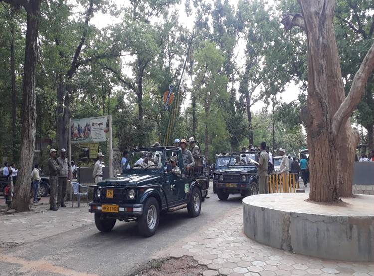 शावक को मारकर खा गया बाघ, जिसने देखा वो हैरान रह गया