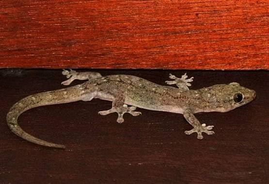 कान में हो रही थी खुजली, डॉक्टर ने देखा तो उड़े होश निकले 10 कॉकरोच