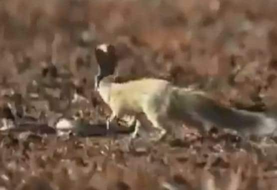कोबरा के मुंह पर नेवले ने लगाई जबरदस्त छलांग, वीडियो वायरल