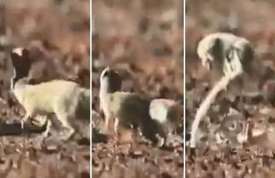कोबरा के मुंह पर नेवले ने लगाई जबरदस्त छलांग, वीडियो वायरल