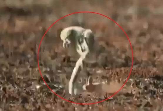 कोबरा के मुंह पर नेवले ने लगाई जबरदस्त छलांग, वीडियो वायरल