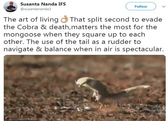 कोबरा के मुंह पर नेवले ने लगाई जबरदस्त छलांग, वीडियो वायरल