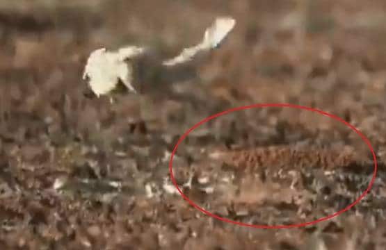 कोबरा के मुंह पर नेवले ने लगाई जबरदस्त छलांग, वीडियो वायरल