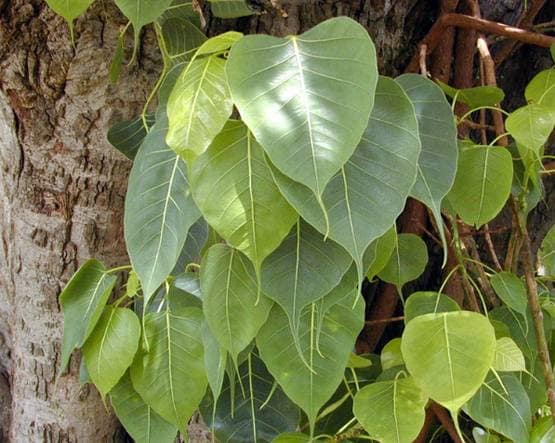 देव दिवाली पर इन उपायों से प्रसन्न होंगी मां लक्ष्मी, बढ़ेगी समृद्धि