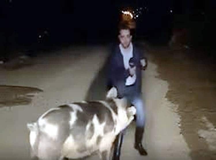 टीवी पर लाइव था रिपोर्टर, पीछे पड़ गया सूअर...वीडियो वायरल