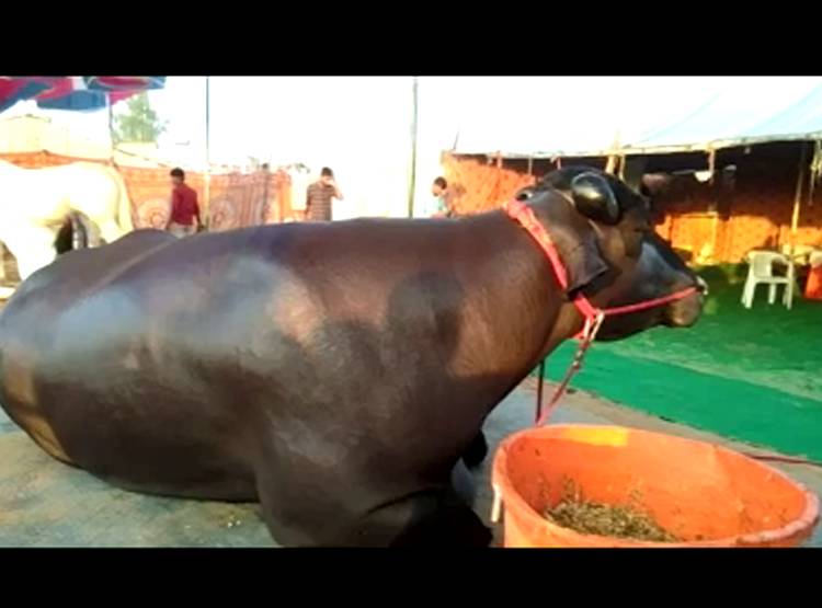 15 करोड़ का भैंसा, पीता है 1 क‍िलो घी, खाता है बादाम