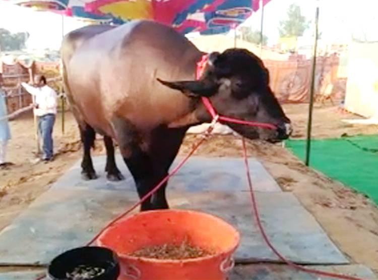 15 करोड़ का भैंसा, पीता है 1 क‍िलो घी, खाता है बादाम