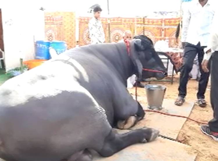 15 करोड़ का भैंसा, पीता है 1 क‍िलो घी, खाता है बादाम