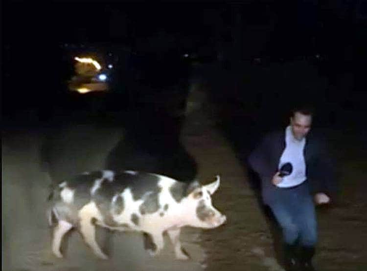 टीवी पर लाइव था रिपोर्टर, पीछे पड़ गया सूअर...वीडियो वायरल