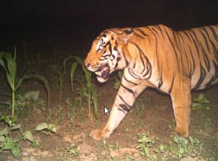शावक को मारकर खा गया बाघ, जिसने देखा वो हैरान रह गया
