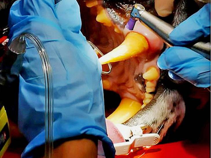 इस बंगाल टाइगर का दांत है सोने का, उठा ले गए थे तस्कर