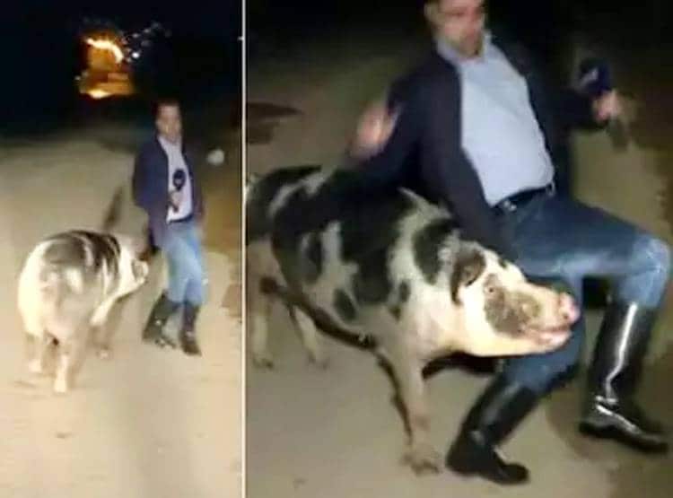 टीवी पर लाइव था रिपोर्टर, पीछे पड़ गया सूअर...वीडियो वायरल