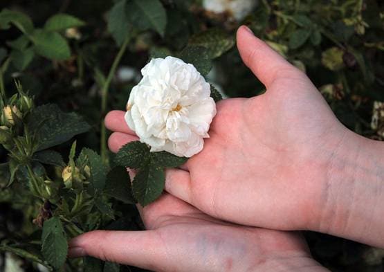 जानिए, आपके बारे में क्या बताता है आपकी हथेली का रंग?