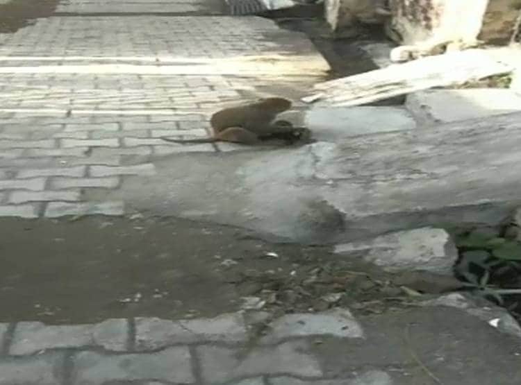 पपी को बंदर‍िया ने द‍िया मां का प्यार, अनाथ होने पर प‍िलाया दूध