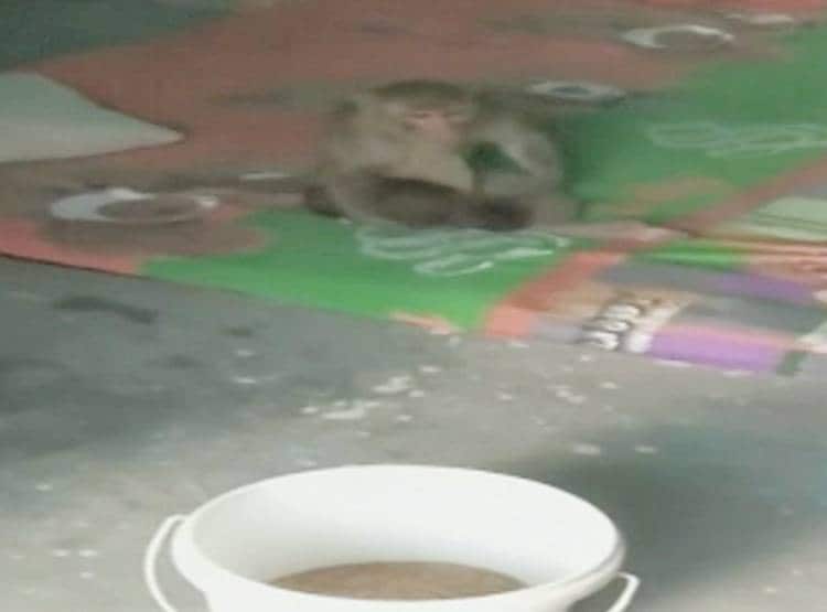 पपी को बंदर‍िया ने द‍िया मां का प्यार, अनाथ होने पर प‍िलाया दूध