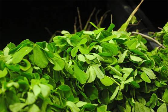 मेथी के 5 चमत्कारी फायदे, सर्दियों में जरूर करें डाइट में शामिल