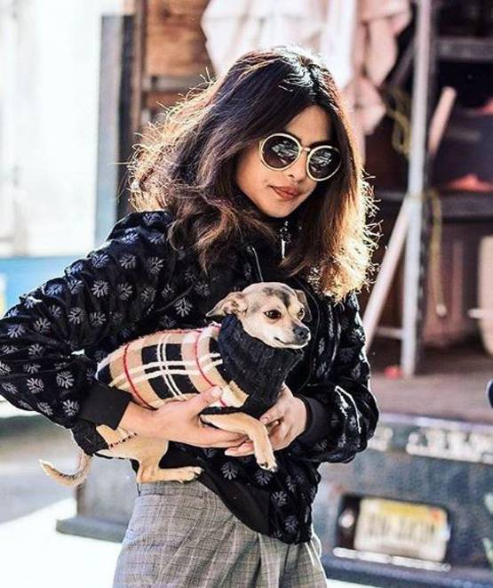 लग्जरी लाइफ जीते हैं प्र‍ियंका-निक के डॉगी, सोशल मीडिया पर हैं मशहूर