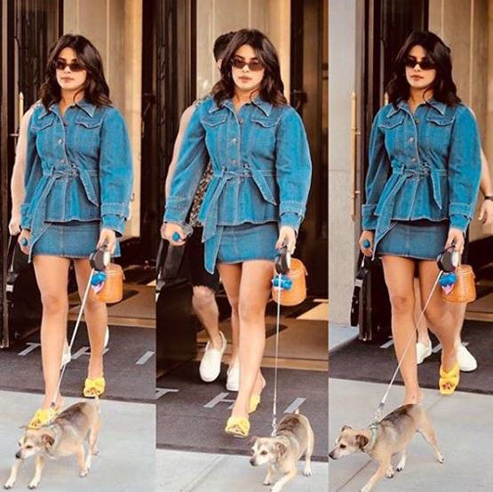 लग्जरी लाइफ जीते हैं प्र‍ियंका-निक के डॉगी, सोशल मीडिया पर हैं मशहूर