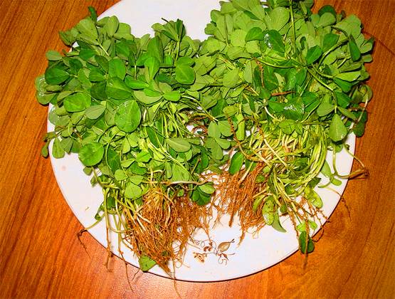 मेथी के 5 चमत्कारी फायदे, सर्दियों में जरूर करें डाइट में शामिल