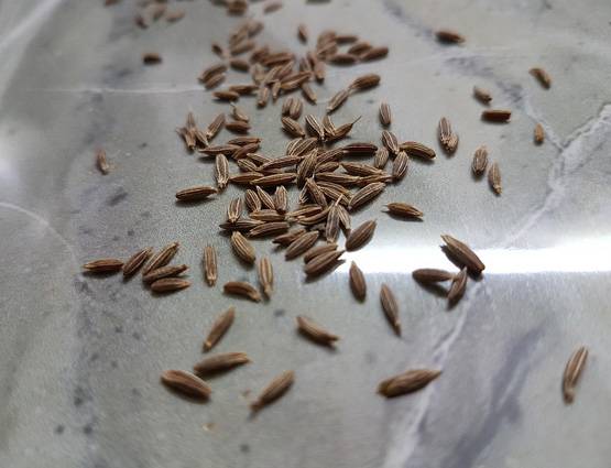 बाजार में बिक रहा है 'झाड़ू' से बना नकली जीरा, हो जाइए सावधान