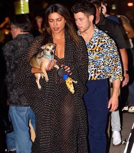 लग्जरी लाइफ जीते हैं प्र‍ियंका-निक के डॉगी, सोशल मीडिया पर हैं मशहूर