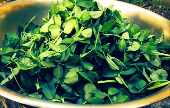 मेथी के 5 चमत्कारी फायदे, सर्दियों में जरूर करें डाइट में शामिल