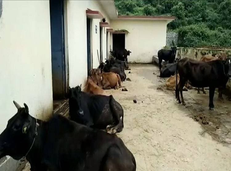 इस गाय का घी बिक रहा 4000 रुपये किलो, हैरत में लोग