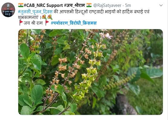 क्रिसमस पर लोग क्यों मना रहे हैं तुलसी पूजन दिवस?