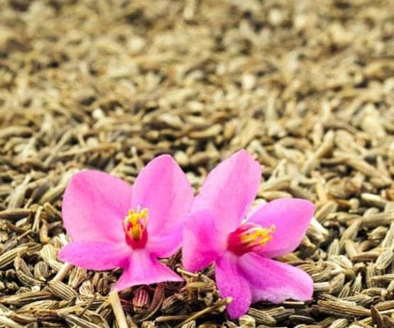 बाजार में बिक रहा है 'झाड़ू' से बना नकली जीरा, हो जाइए सावधान