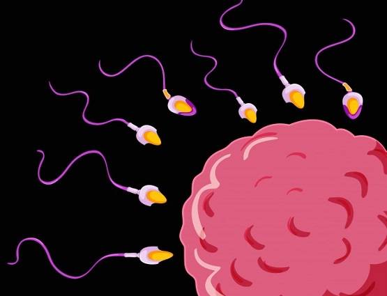 फर्टिलाइज्ड एग की हुई 'मौत' तो करना होगा अंतिम संस्कार, पेश हुआ बिल