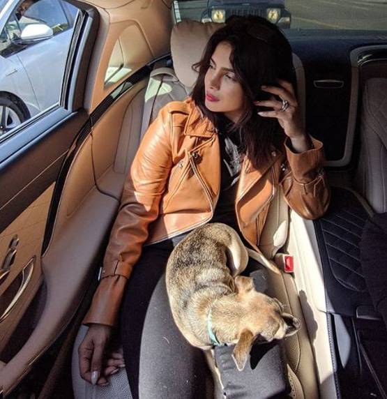 लग्जरी लाइफ जीते हैं प्र‍ियंका-निक के डॉगी, सोशल मीडिया पर हैं मशहूर