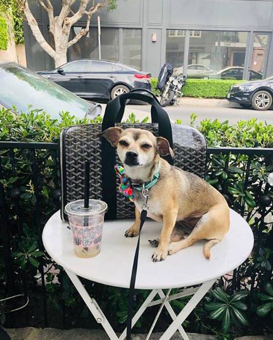 लग्जरी लाइफ जीते हैं प्र‍ियंका-निक के डॉगी, सोशल मीडिया पर हैं मशहूर