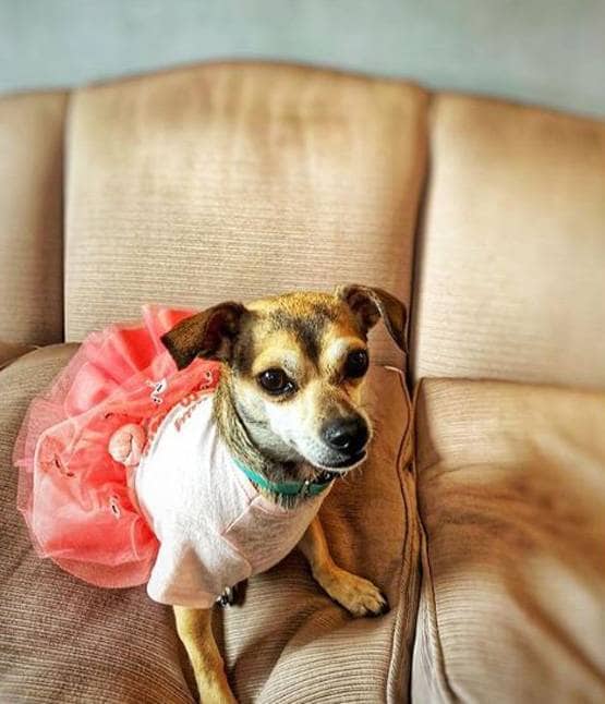 लग्जरी लाइफ जीते हैं प्र‍ियंका-निक के डॉगी, सोशल मीडिया पर हैं मशहूर