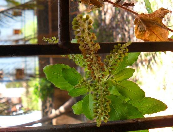 सर्दी में जरूर खाएं ये 10 चीजें, ठंड और बीमारी दोनों से राहत