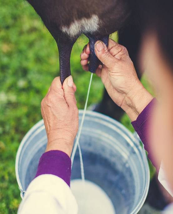 बियर बढ़ाती है उम्र-दूध से बीमारियां, PETA के दावे पर लोग हुए हैरान