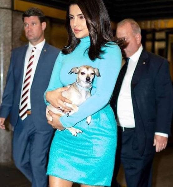 लग्जरी लाइफ जीते हैं प्र‍ियंका-निक के डॉगी, सोशल मीडिया पर हैं मशहूर
